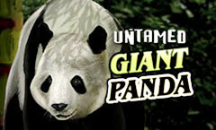 Untamed Giant Panda